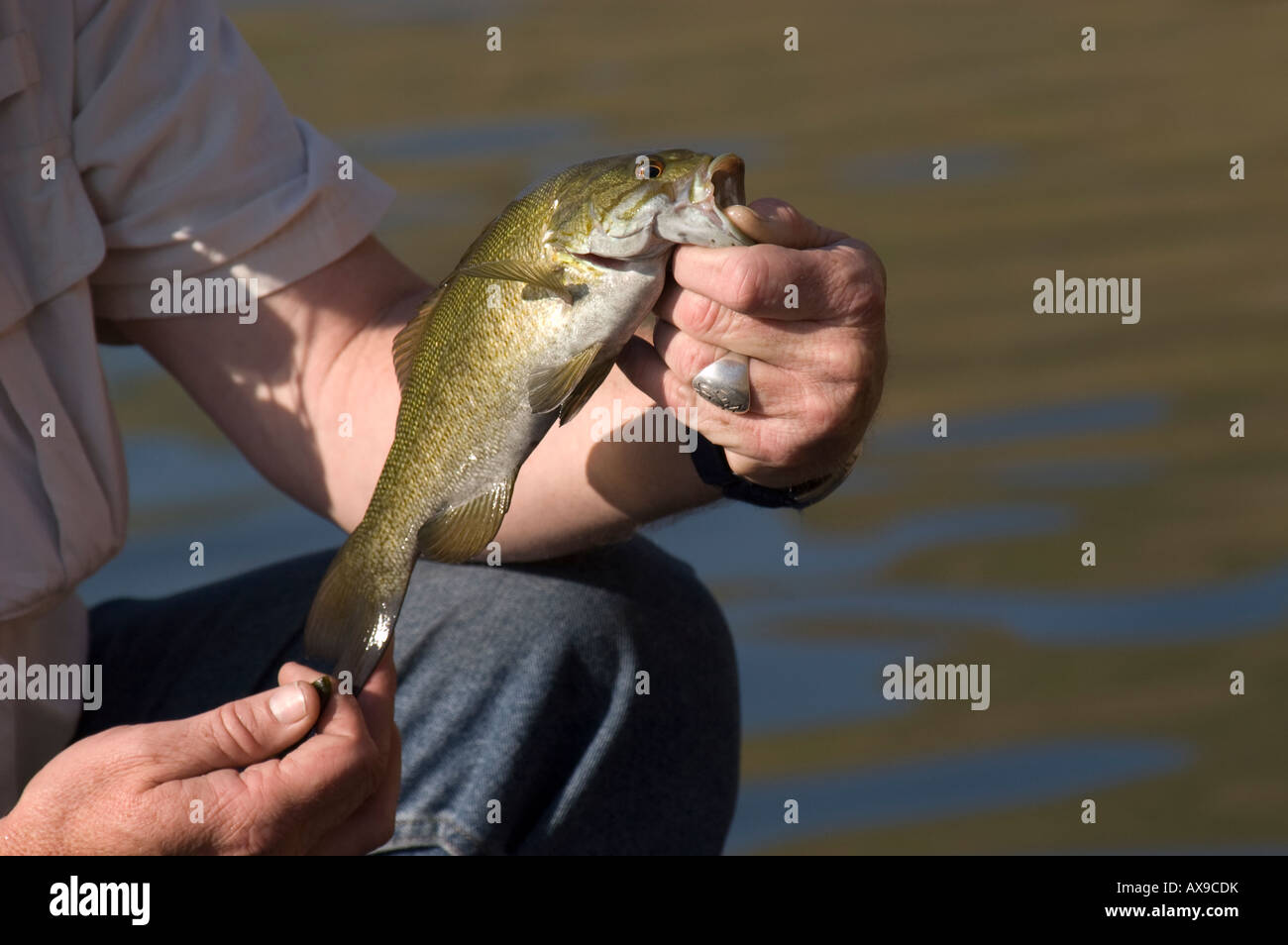 Smallmouth bass, Brownlee Reservoir, Idaho Stock Photo Alamy