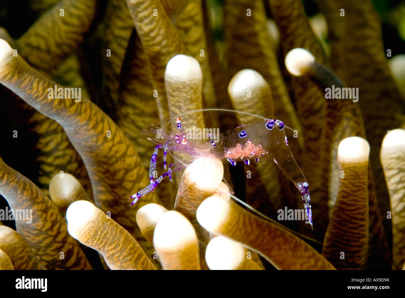 Commensal Anemone shrimp, or Dancing Shrimp, Ancylomenes sarasvati. Previously Periclimenes sarasvati. In mushroom coral. Female with eggs Stock Photo