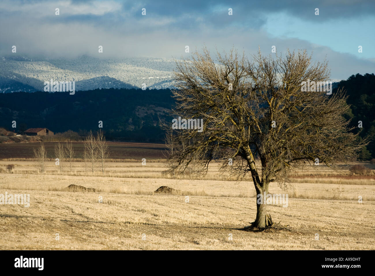 Lonely tree at Gudar mountains, Teruel, Spain Stock Photo