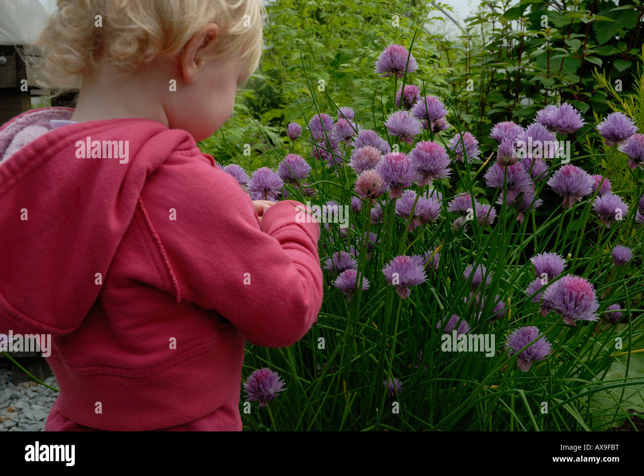 Small child examining Chive flowers, Wales, UK. Stock Photo