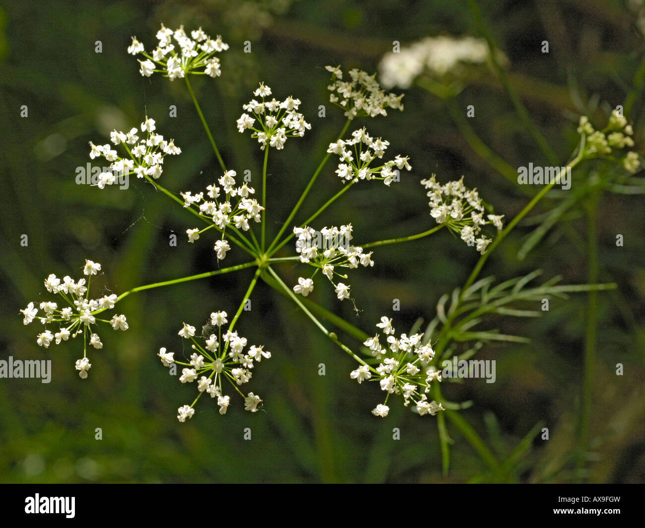 Pignut, conopodium majus Stock Photo Alamy