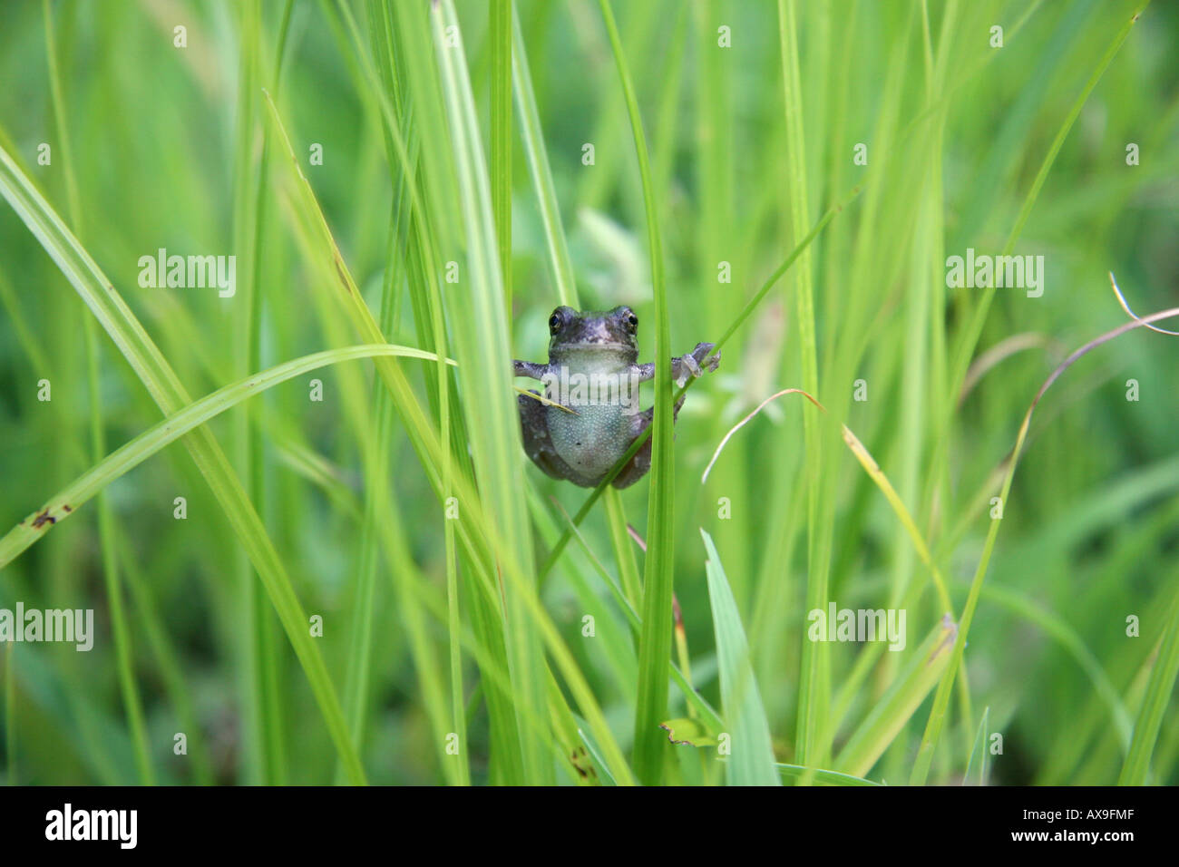 Brown and green tree frog in grass. Stock Photo