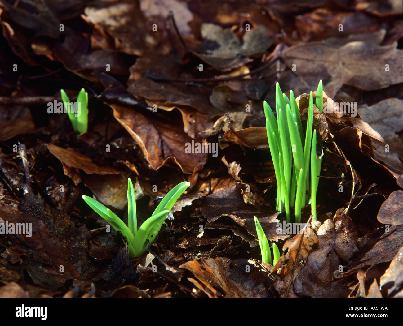 Bluebell shoots, Hyacinthoides non-scripta. UK Stock Photo