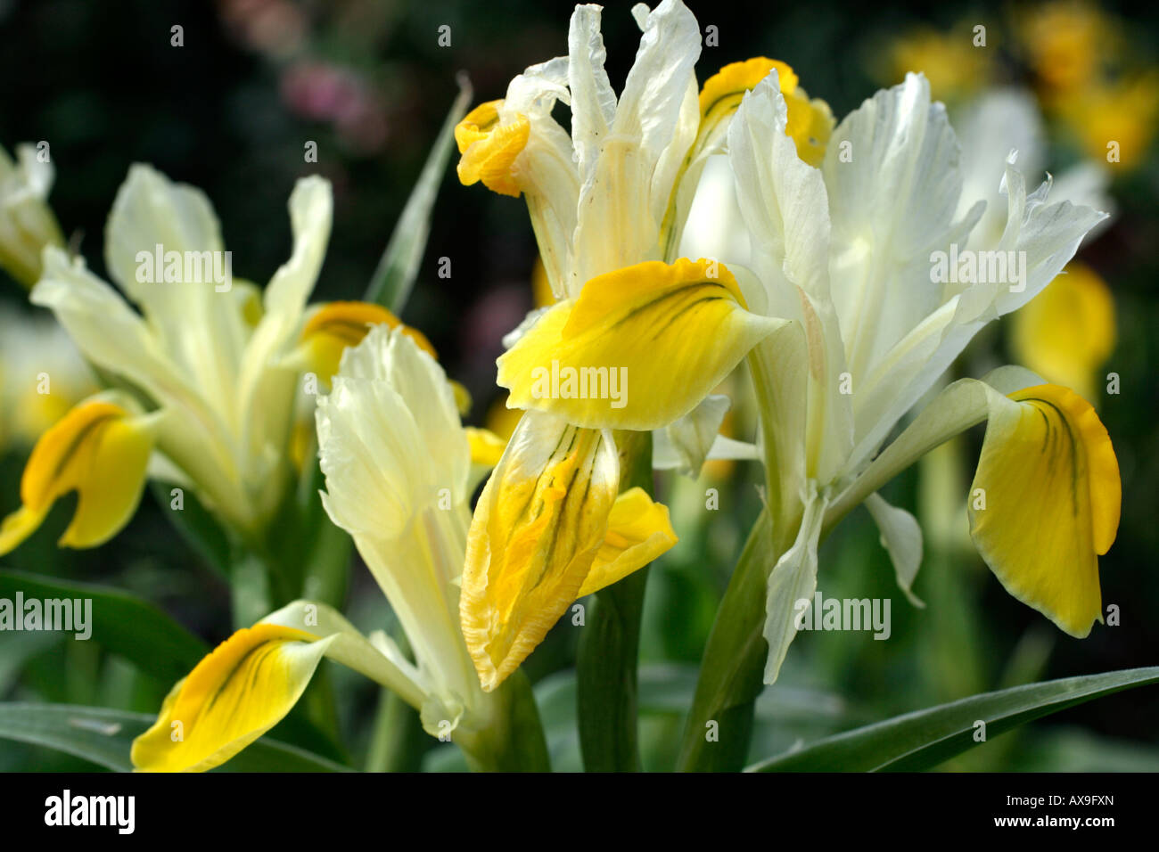 IRIS BUCHARICA IRIS ORCHOIDES CARRIERE IN MID MARCH Stock Photo