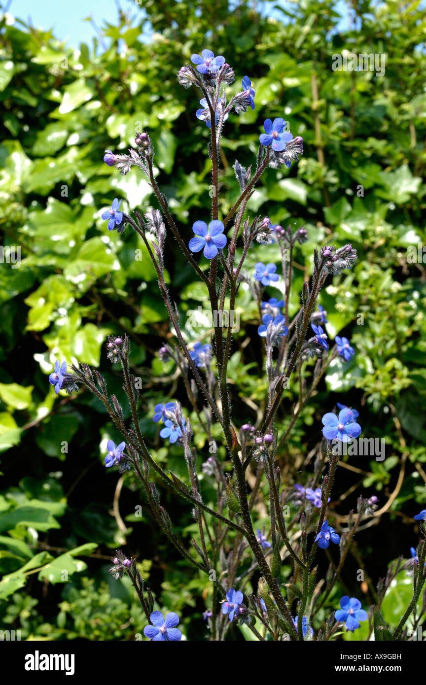Garden Anchusa, anchusa azurea  or Large Blue Alkanet Stock Photo