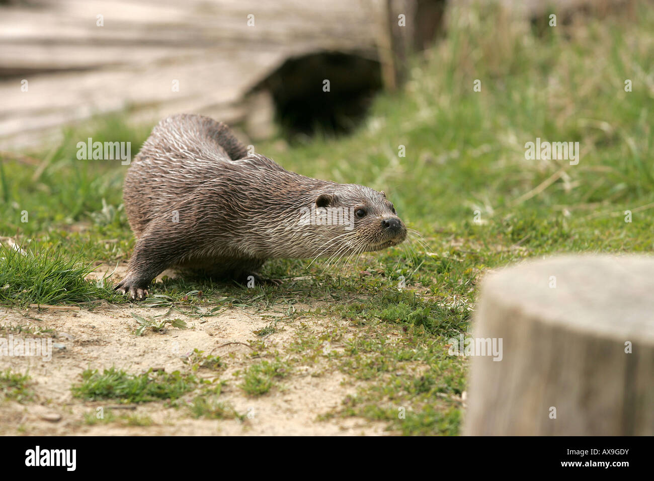 A European otter Stock Photo