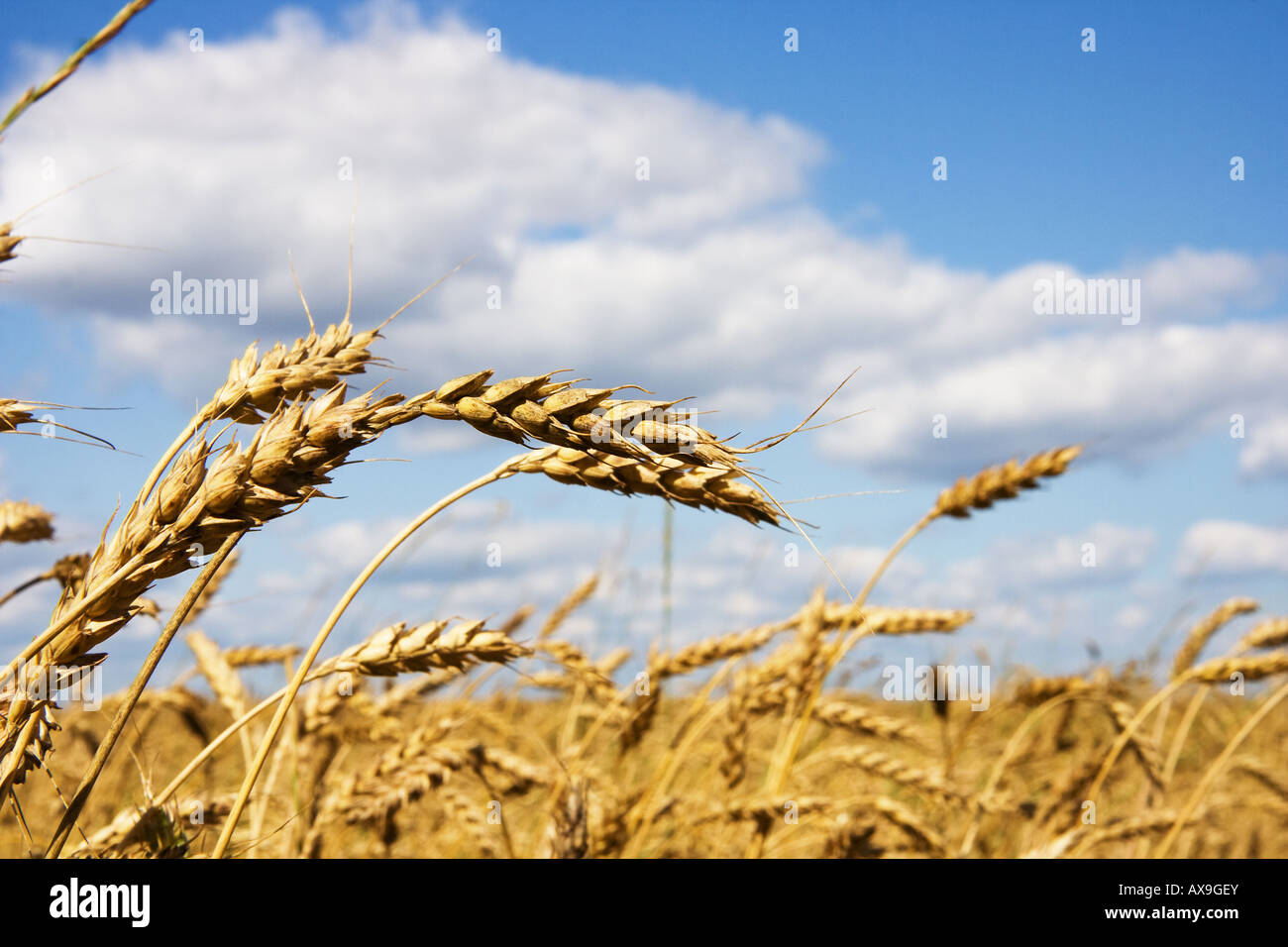 Wheat field in summer day Stock Photo