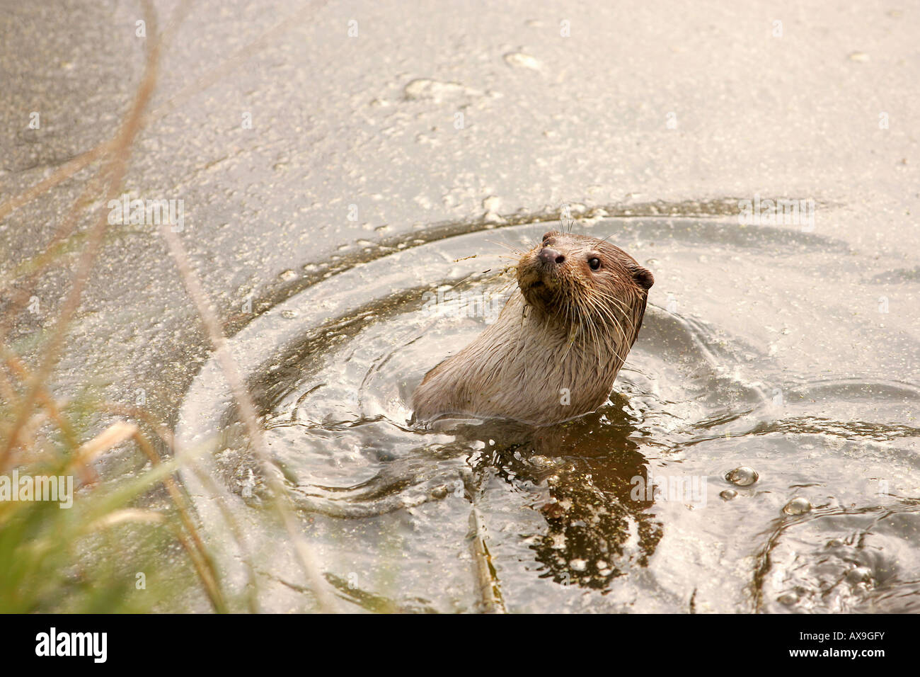A European otter Stock Photo