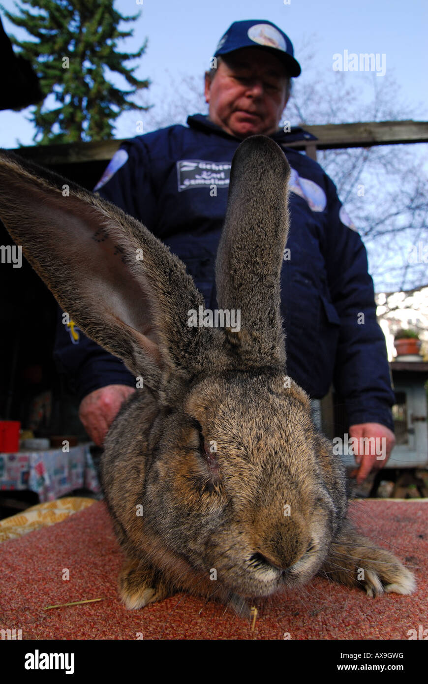 German rabbit breeder Karl Szmolinsky with one of his giant rabbits
