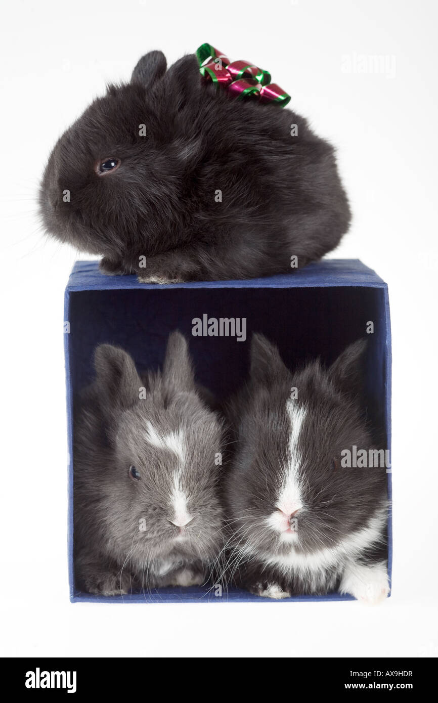 My First Bunny in a Box - Blue main image 1