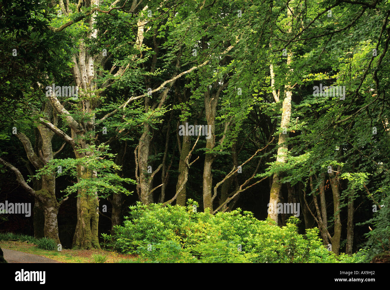 Woodland in Lews Castle grounds, Isle of Lewis, Outer Hebrides, Western Isles Scotland, UK Stock Photo