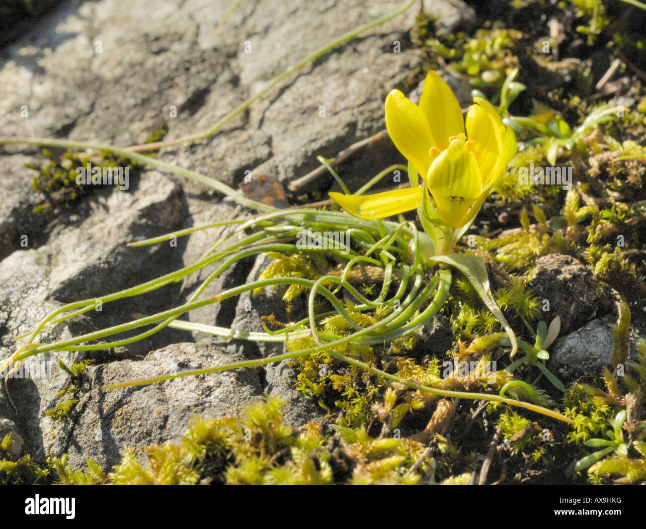 Early Star of Bethlehem or Radnor Lily, gagea bohemica Stock Photo