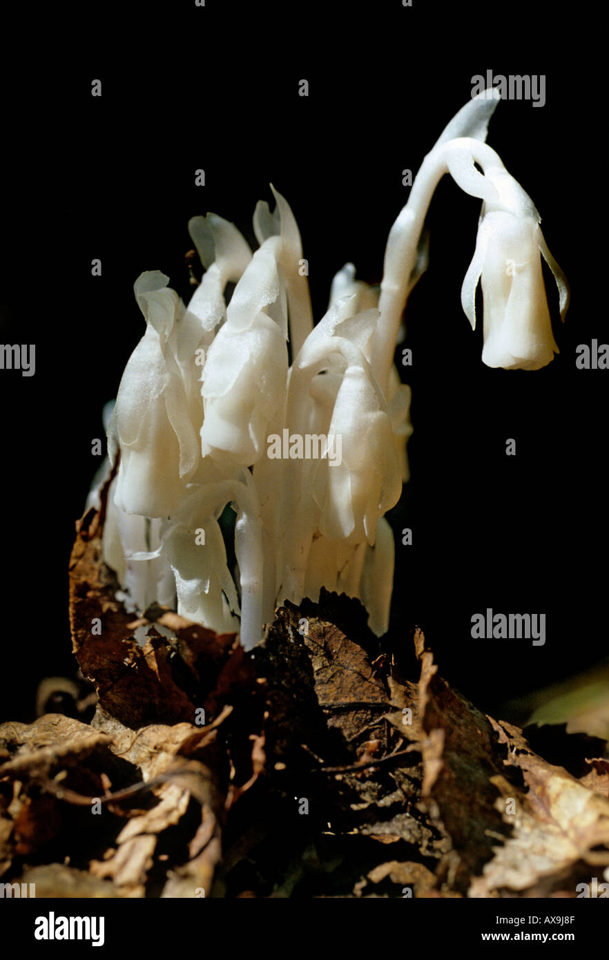 Indian Pipe Monotropa uniflora a parasitic member of the Wintergreen family Pyrolaceae White Mountains New England USA Stock Photo