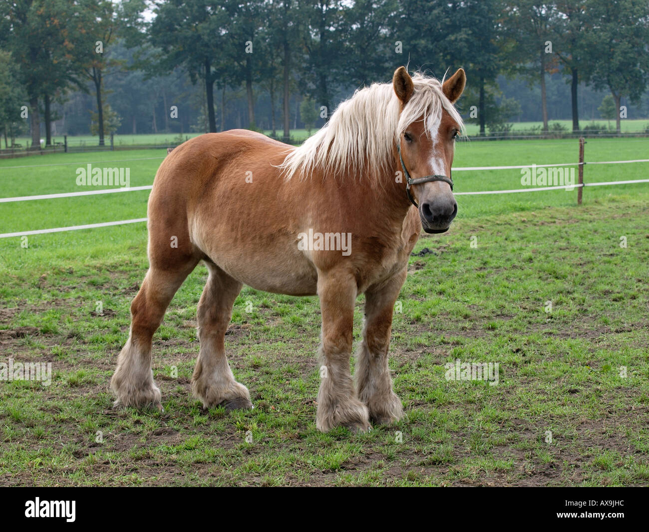 Very large and strong Belgian horse photographed in Vorden Gelderland the Netherlands Stock Photo