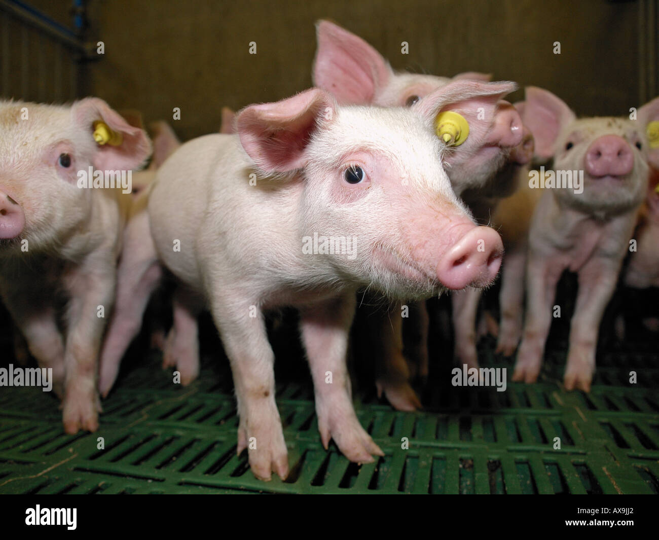 Group of young pigs piglets in a modern large scale pig farm Vorden Gelderland the Netherlands Stock Photo