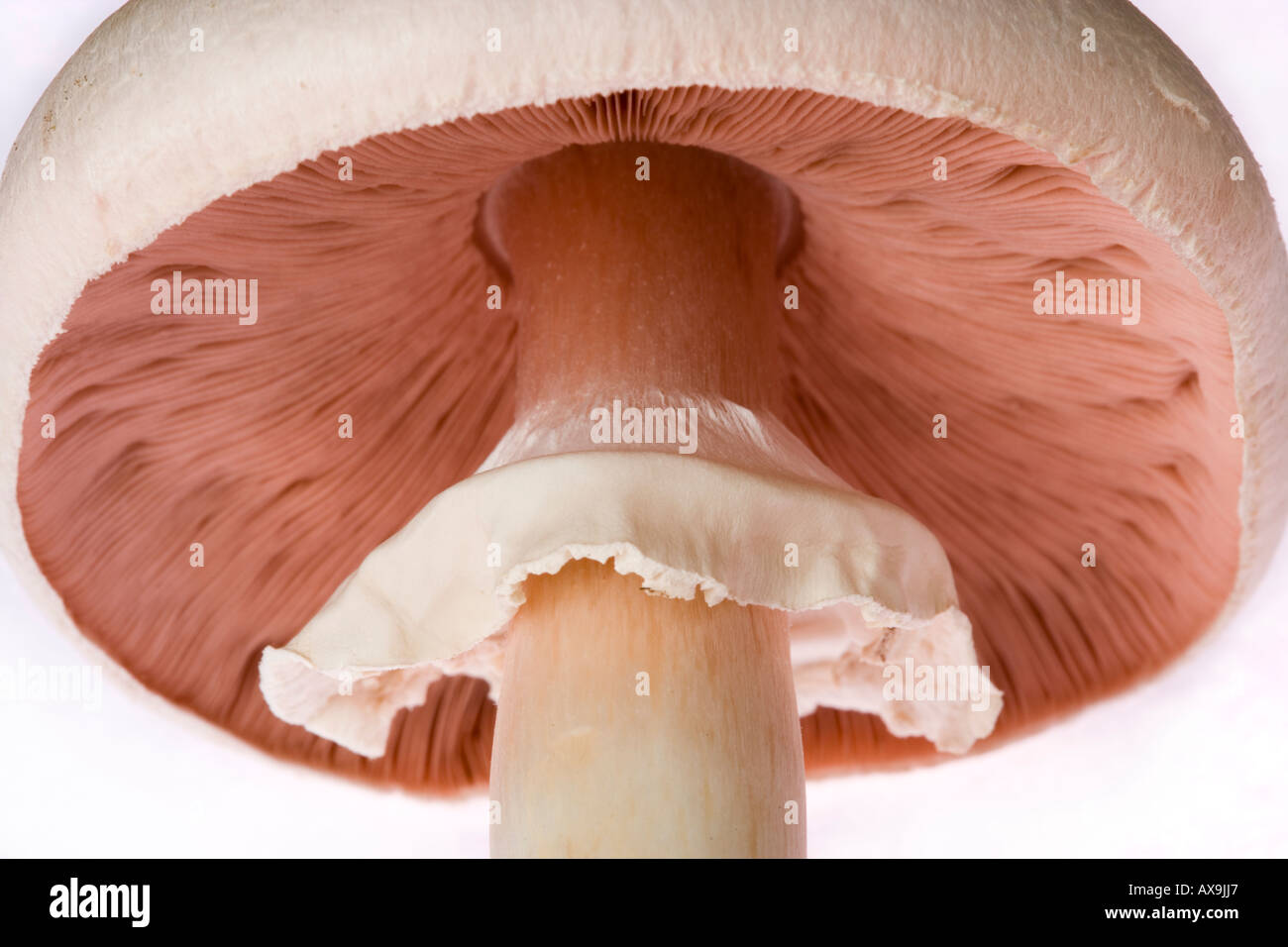 Horse mushroom Agaricus arvensis showing gills and ring Stock Photo