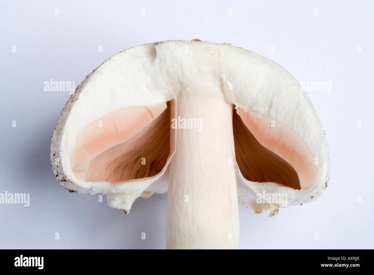 Horse mushroom Agaricus arvensis section Stock Photo