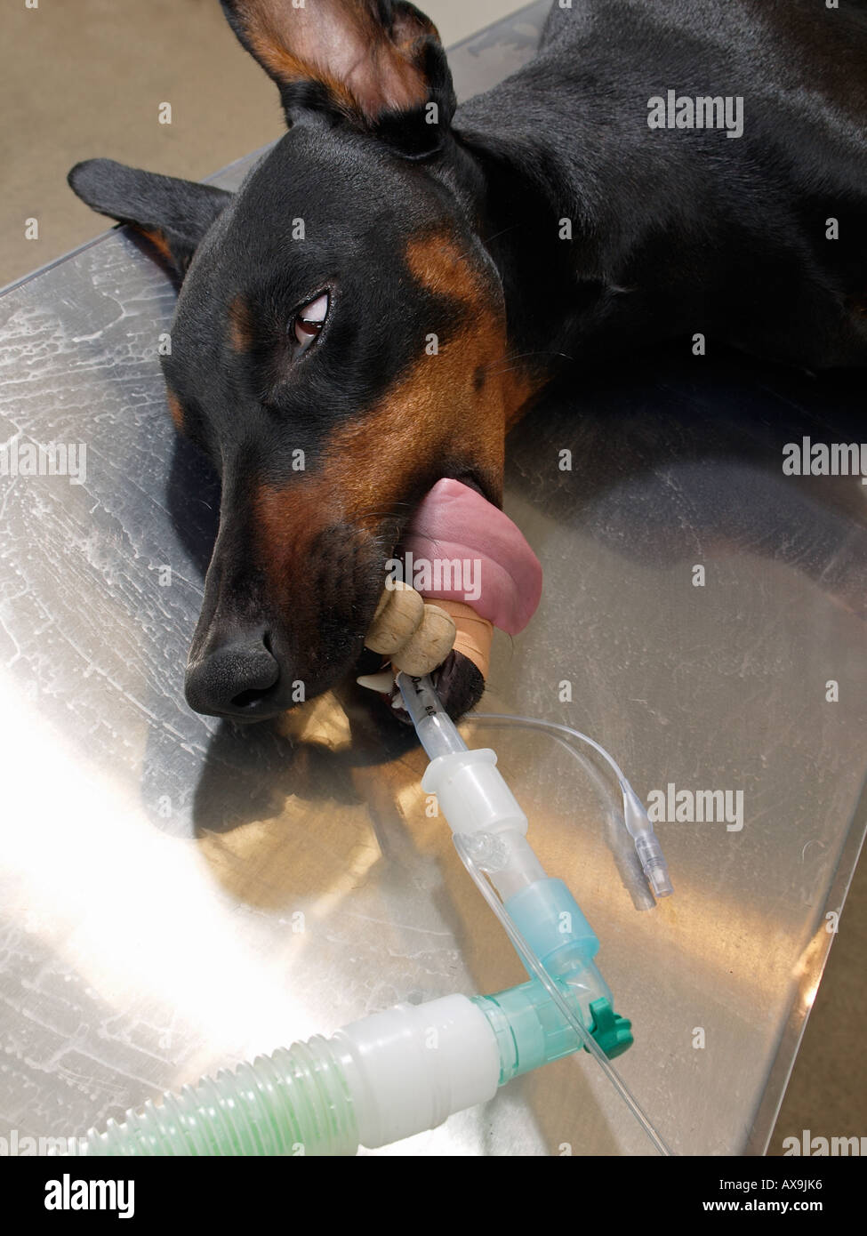 Knocked out and intubated Doberman Pinscher dog on operating table anaestesia veterinarian medical prepared for operation Stock Photo
