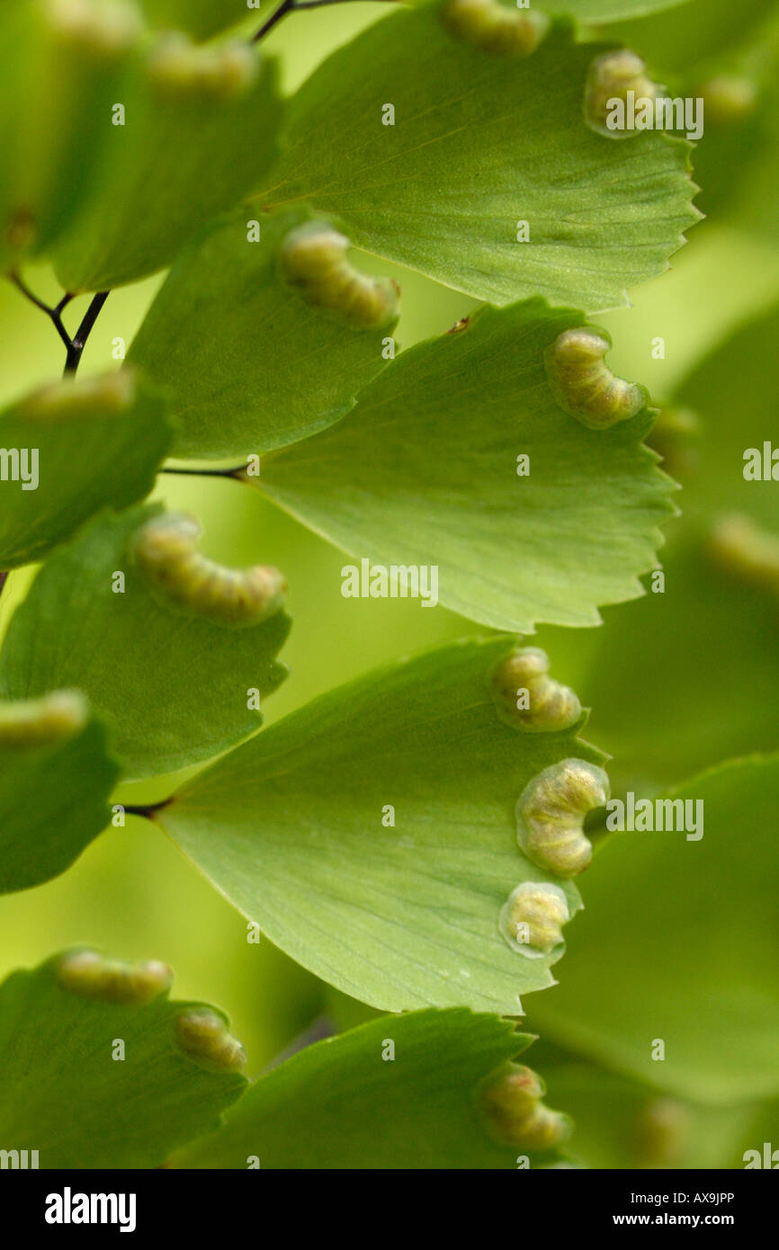 Adiantum venustum, Garden Maidenhair Fern. Stock Photo