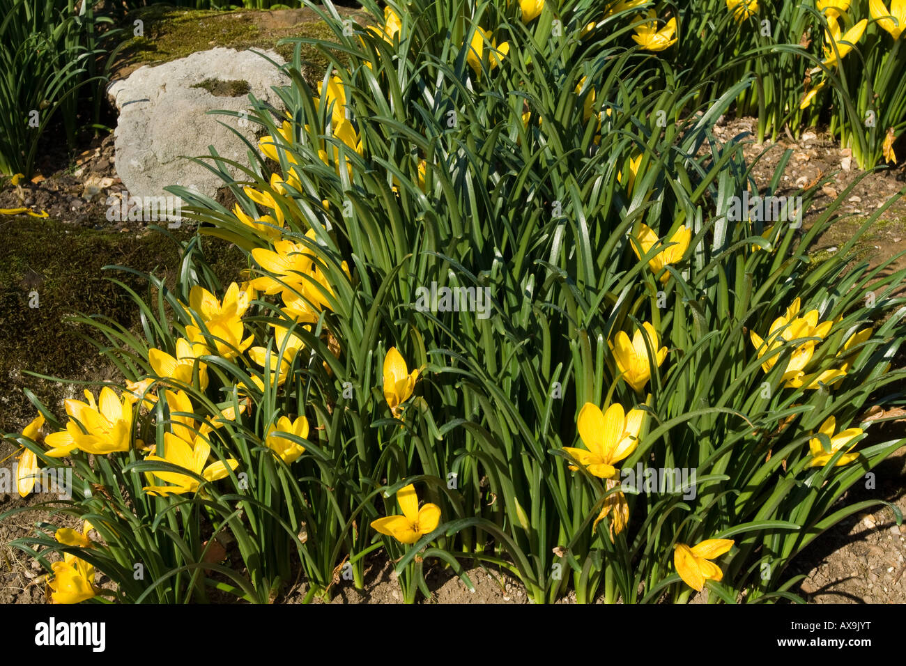 Sternbergia lutea Lily of the Field Stock Photo