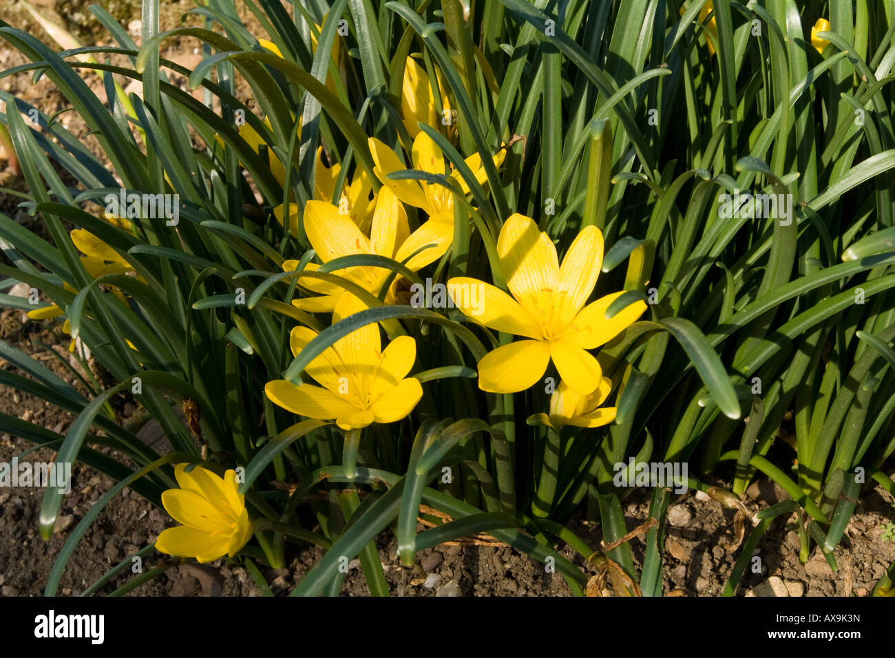 Sternbergia lutea Lily of the Field Stock Photo