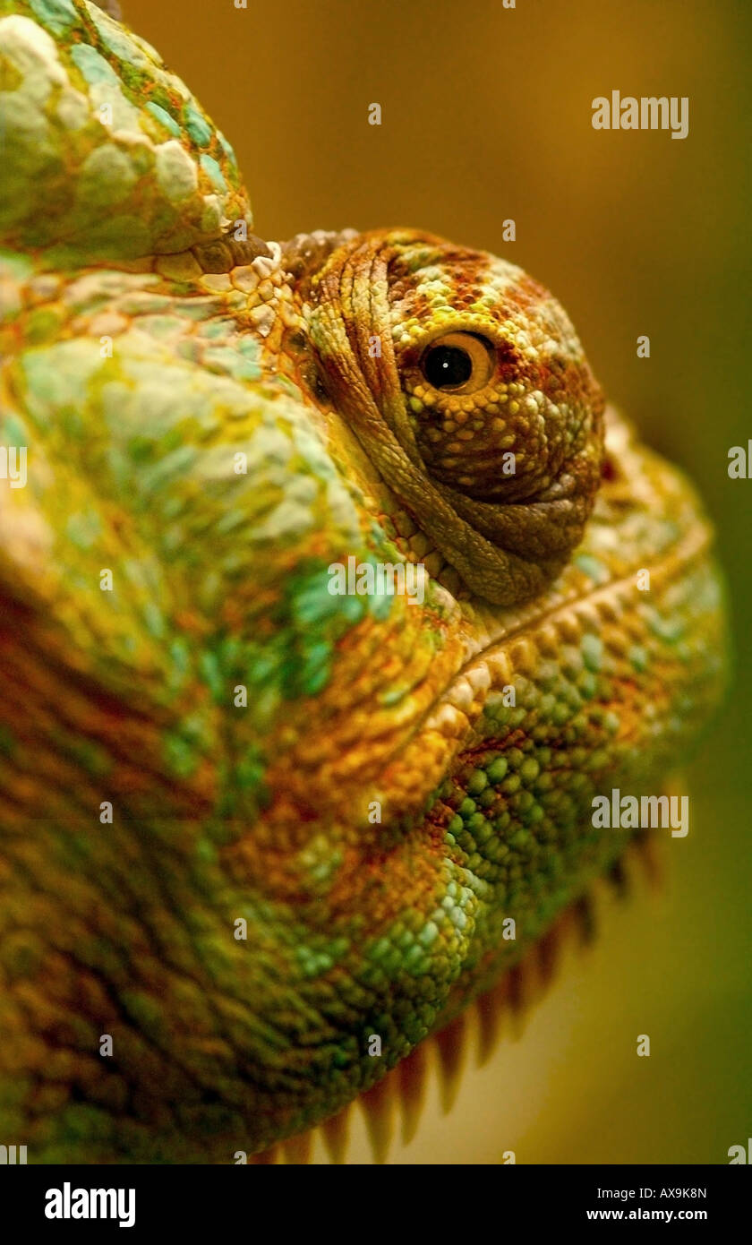 Veiled Chameleon .Lizards Stock Photo Alamy