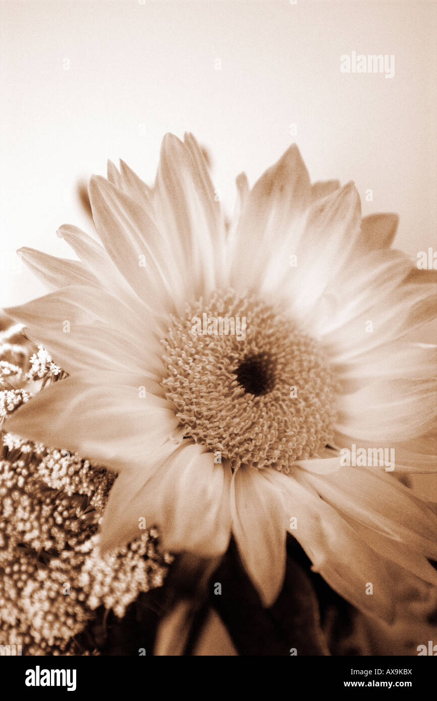 Sepia toned Sunflower 'close-up' beauty concept Stock Photo