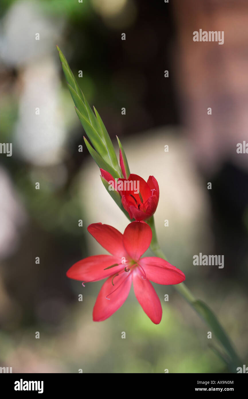 Coccinea red flower stem bloom horticulture hires stock photography and images Alamy