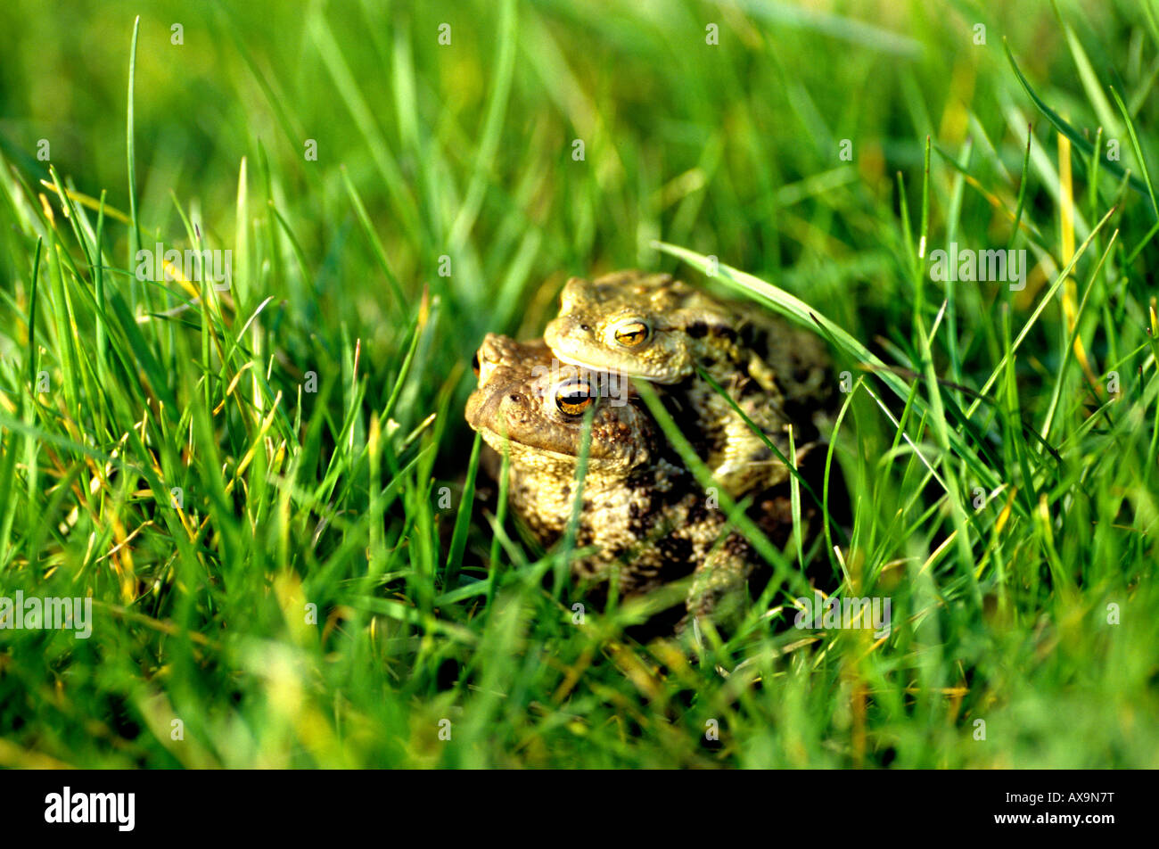 European Common Toads mating; Bufo bufo Stock Photo