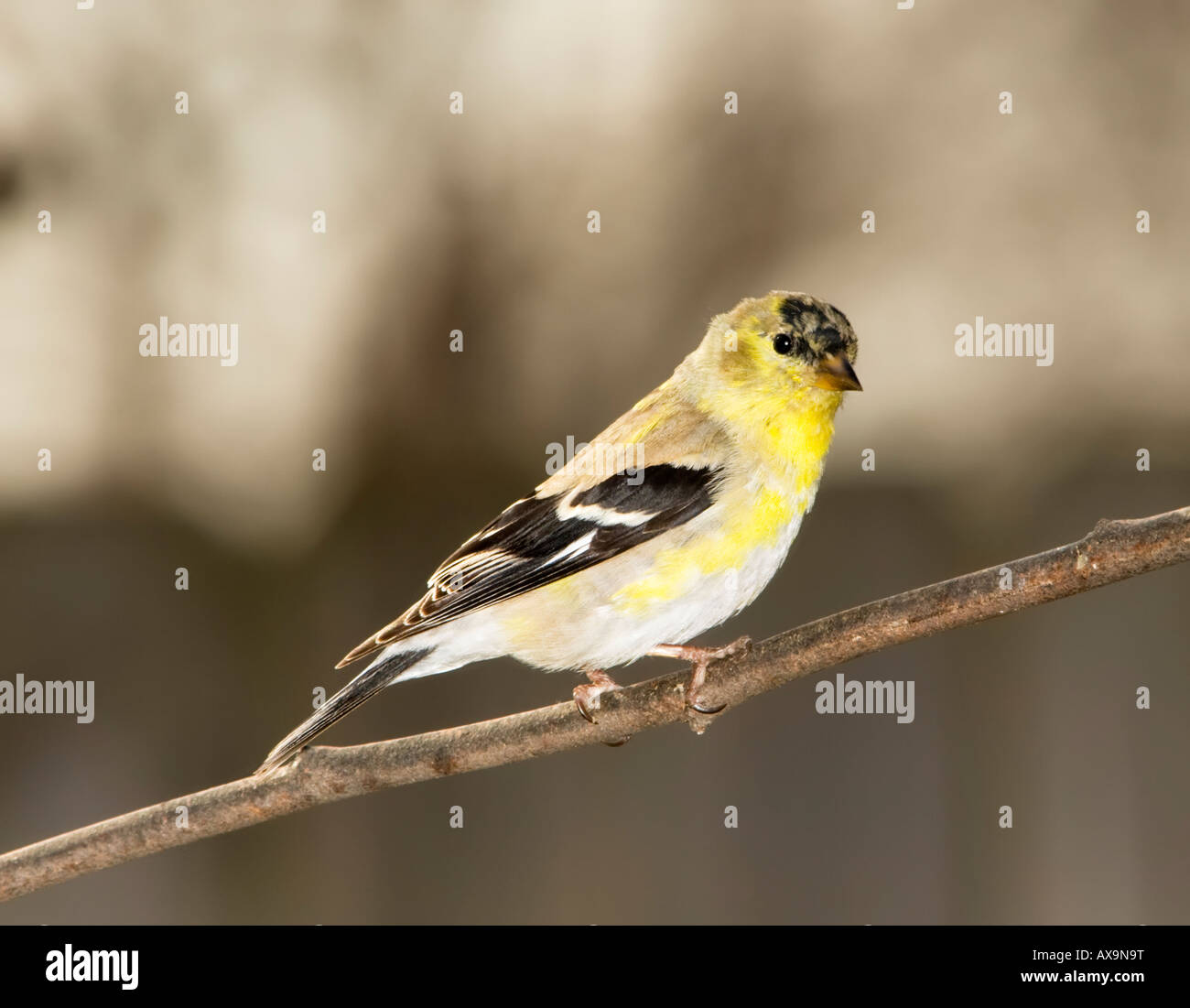 A male American Goldfinch, Carduelis tristis, in the process of growing