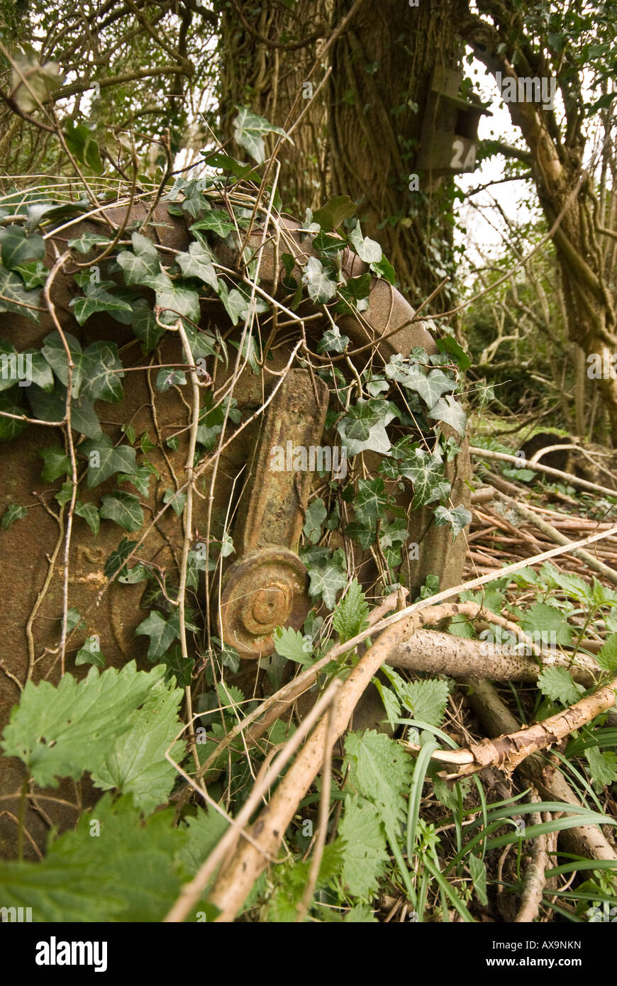 Old garden Roller naturalised Stock Photo