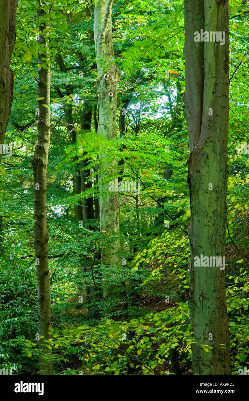 Trees on the Malvern Hills in Worcestershire Stock Photo