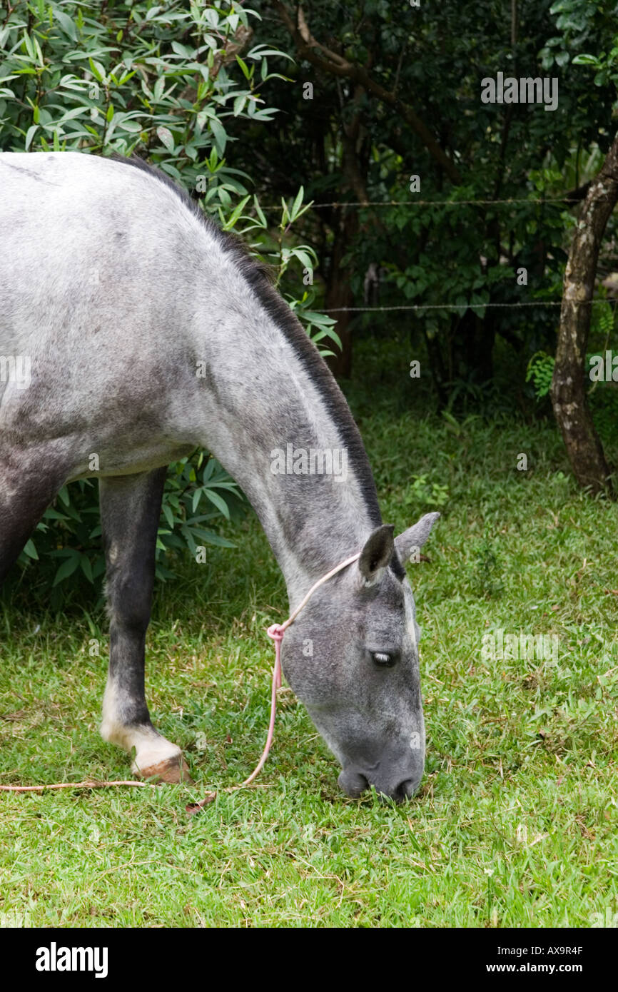 Domestic horse eating grass Stock Photo