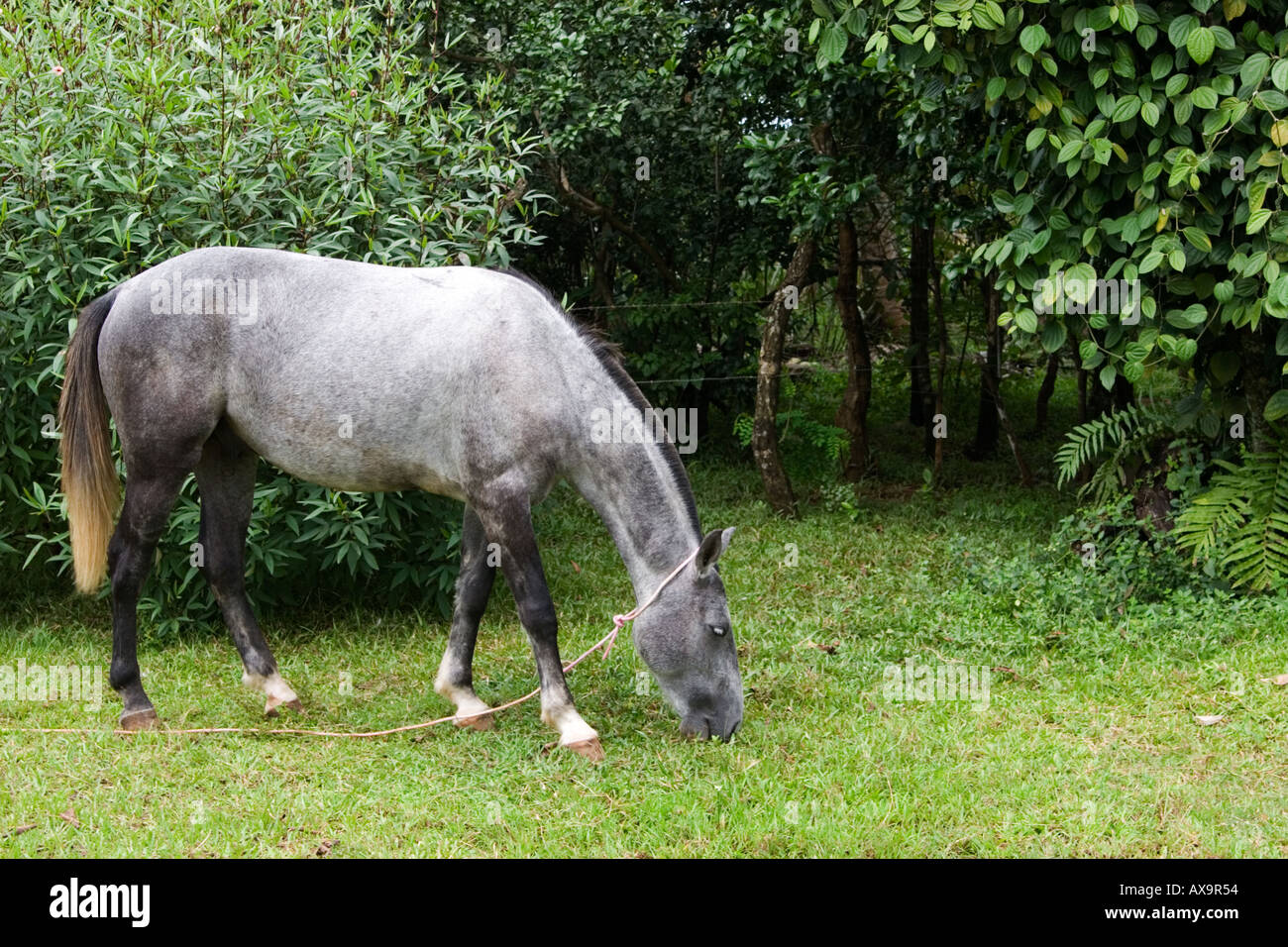 Domestic horse eating grass Stock Photo