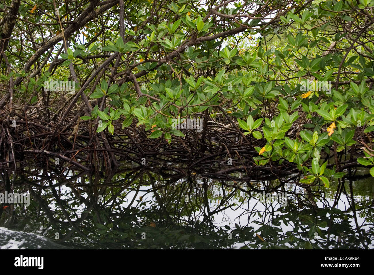 Mangrove, Bocas del Toro, Panama, Central America Stock Photo - Alamy