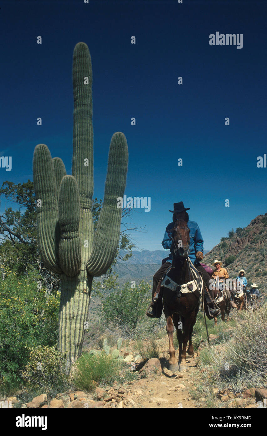 Saguaro cactus with cowboys, Arizona USA Stock Photo