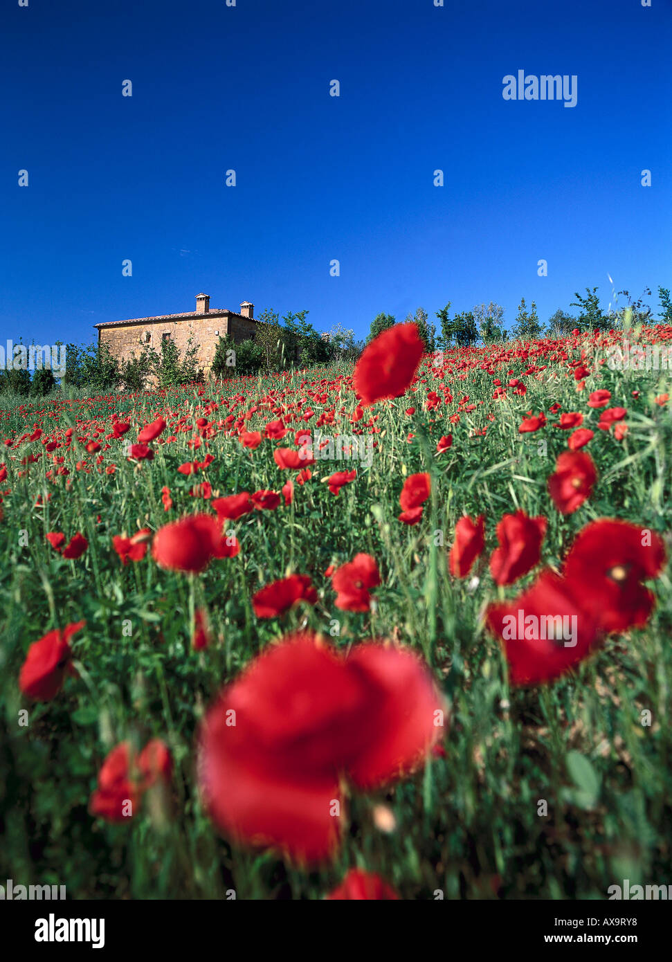 Typical landscape tuscany italy hi-res stock photography and images - Alamy