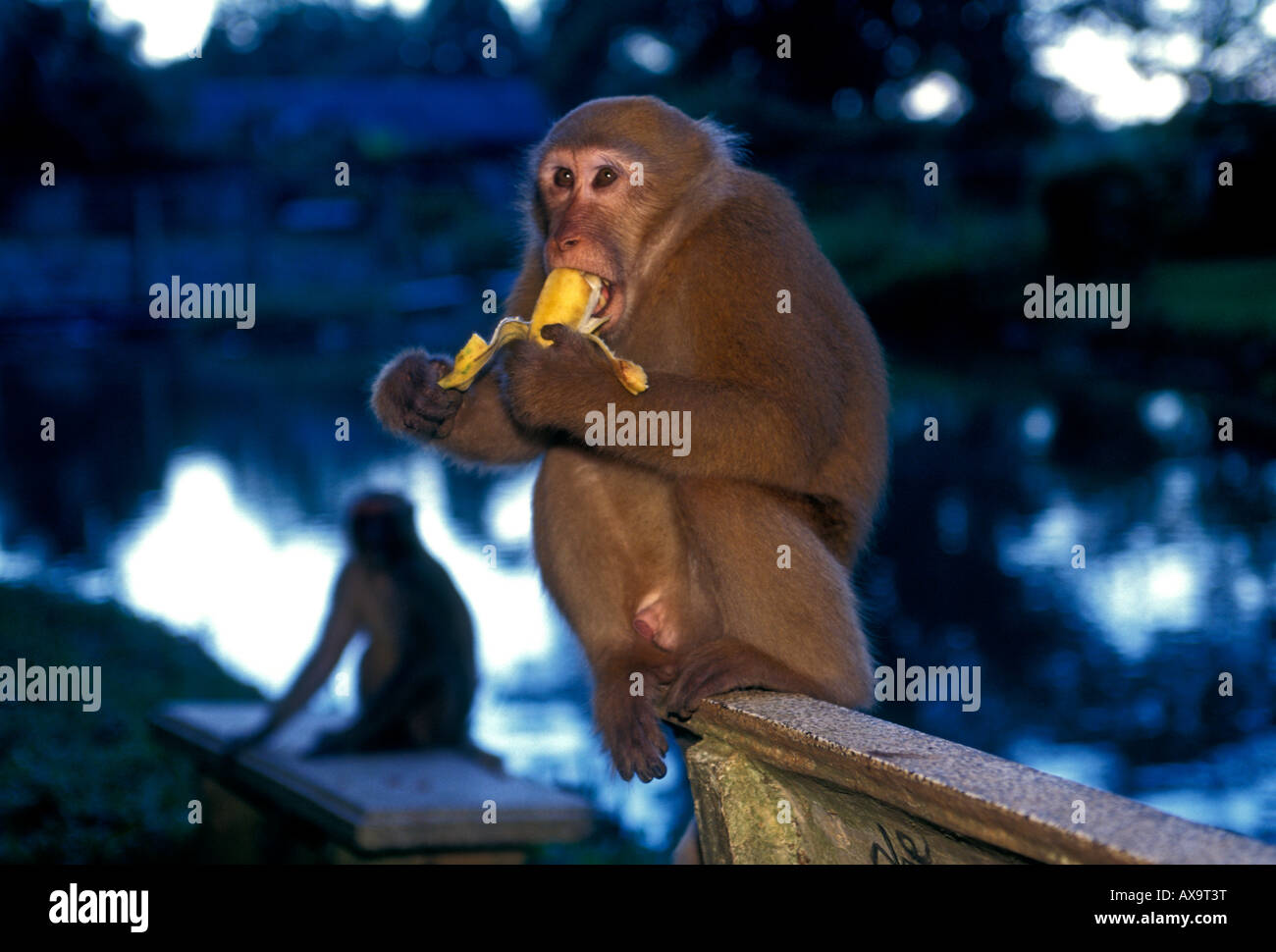 Monkey Monkey Cave Chiang Rai Province Thailand Asia Stock Photo