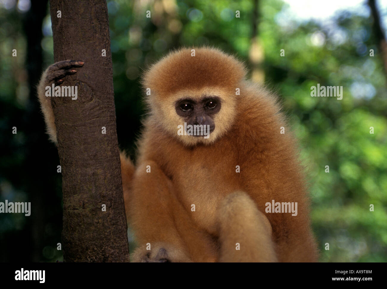 monkey, Chiang Mai Province, Thailand, Southeast Asia, Asia Stock Photo