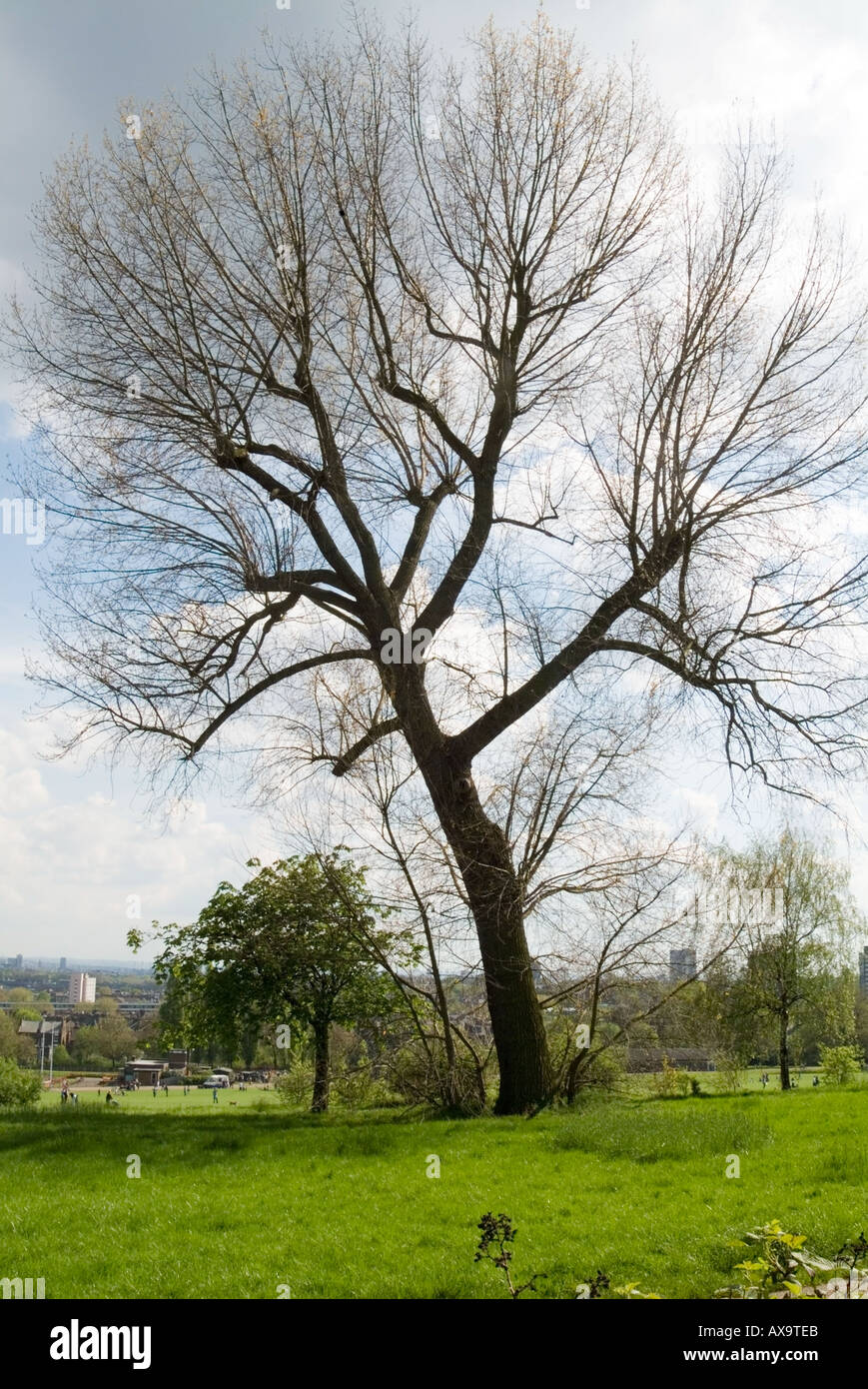 A Majestice tree on Hampstead Heath, looking towards the Lido and beyond Stock Photo