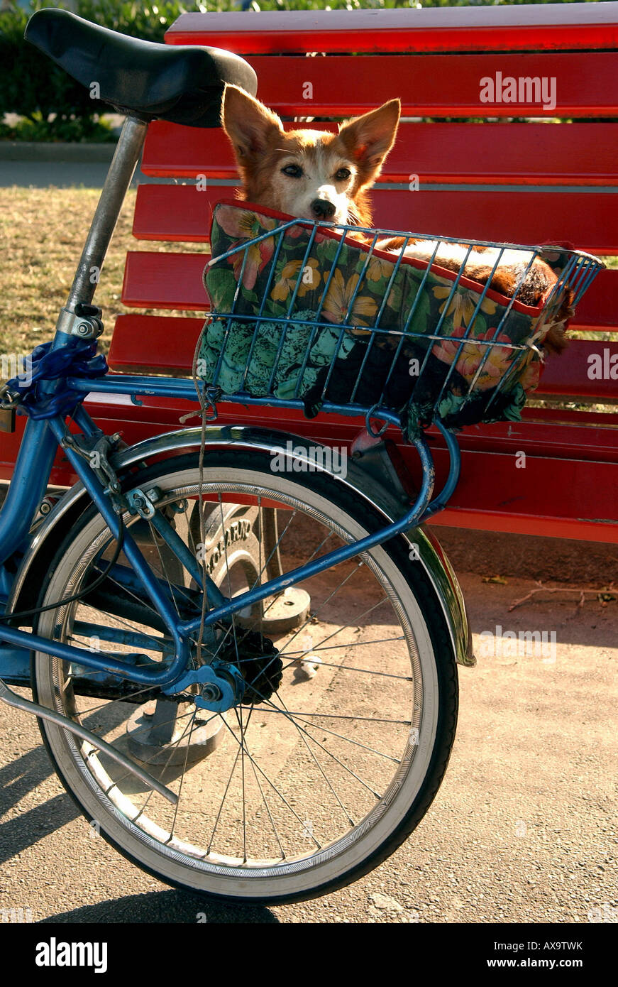 Dog in a bicycle basket hires stock photography and images Alamy