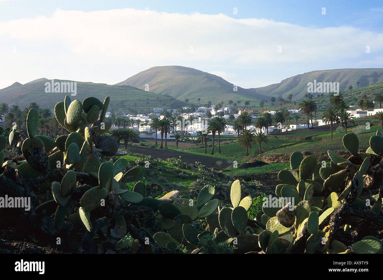 Valley of tousands Palm trees, Haria, Lanzarote Stock Photo