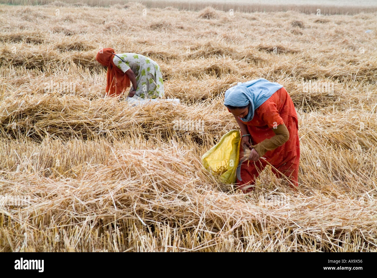 Poor women gathering remains after farmer has harvested his crop of wheat Stock Photo