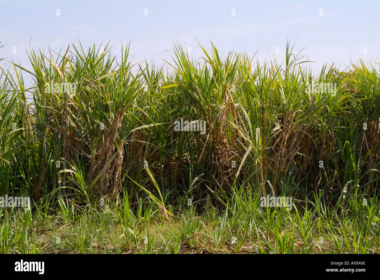 Field of Sugar Cane Stock Photo Alamy