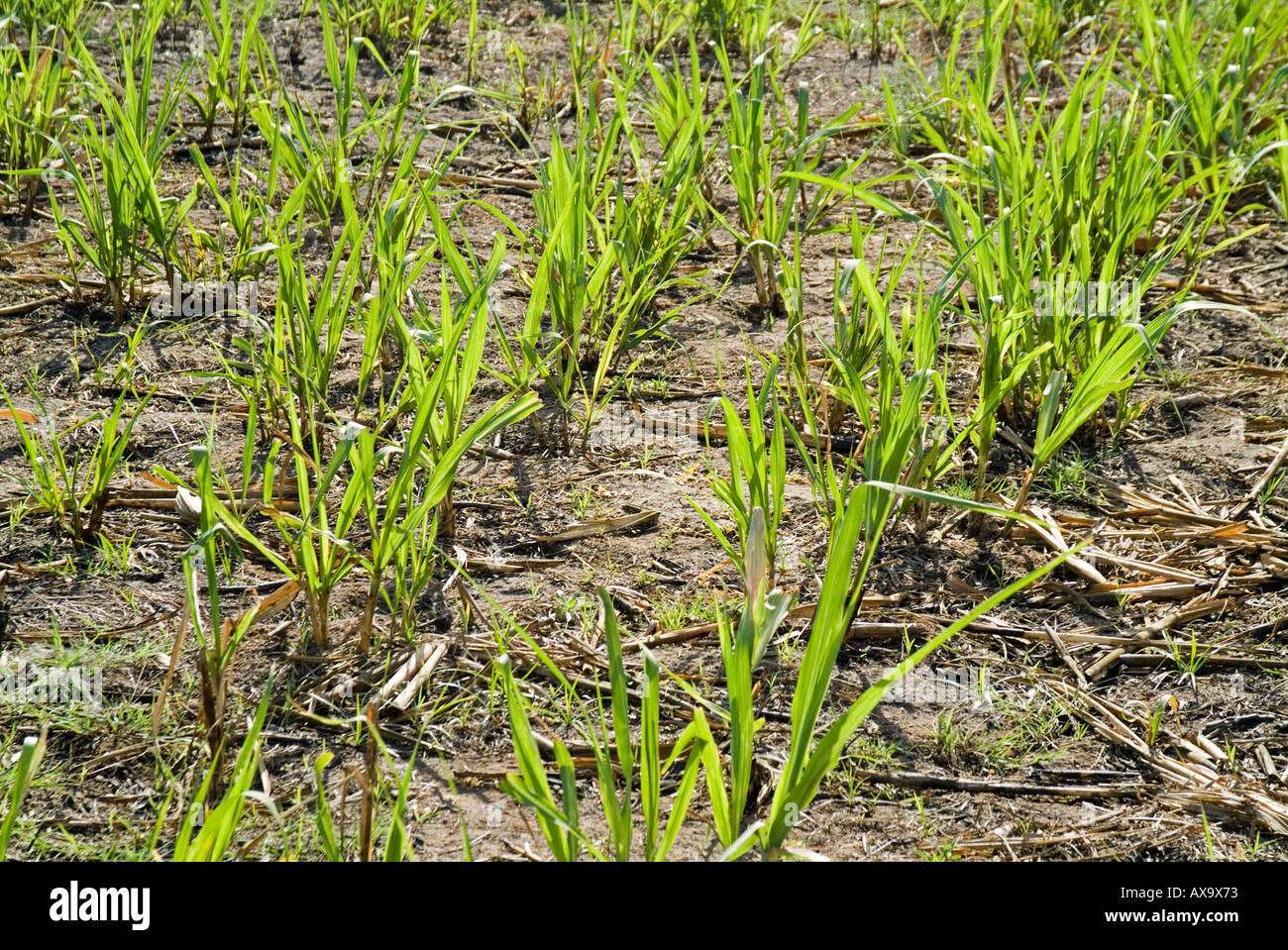Cane sprouts hires stock photography and images Alamy