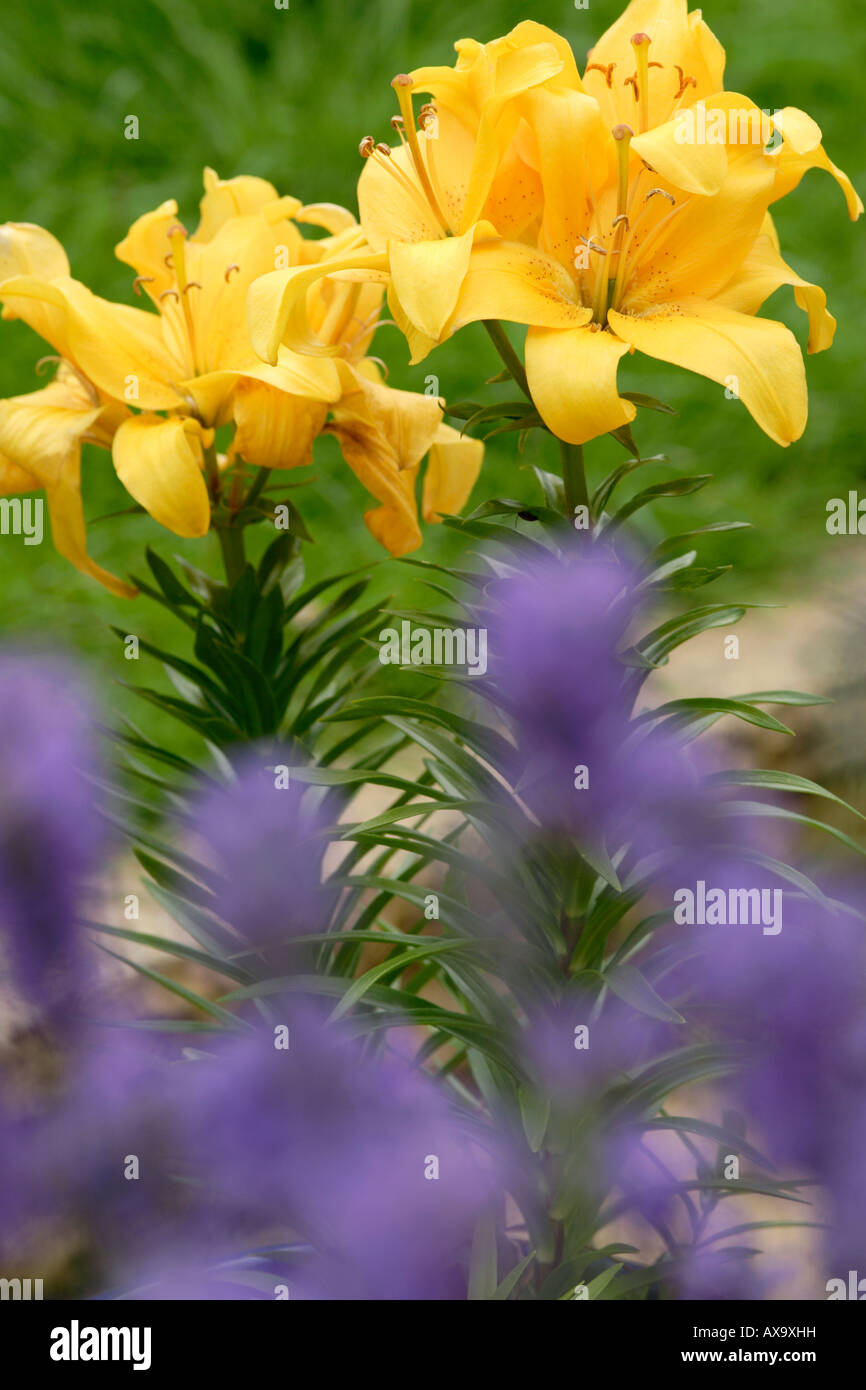 Yellow lily in flower England UK Stock Photo Alamy