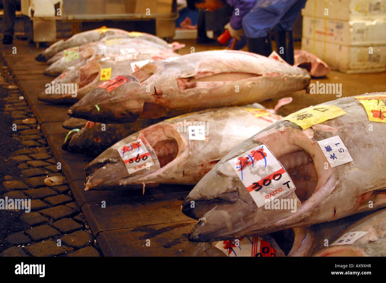 Deep frozen tuna fish at Tsukiji fish market Stock Photo - Alamy