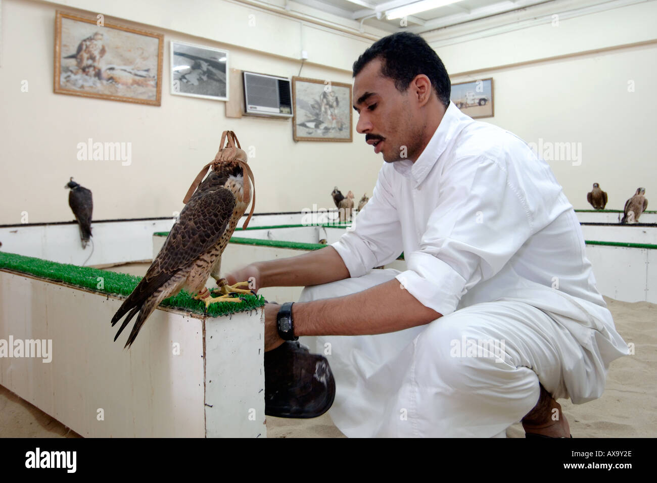A shop assistant untying a hooded falcon for sale in a falcon shop in the Thursday/Friday souk in Doha, Qatar. Stock Photo