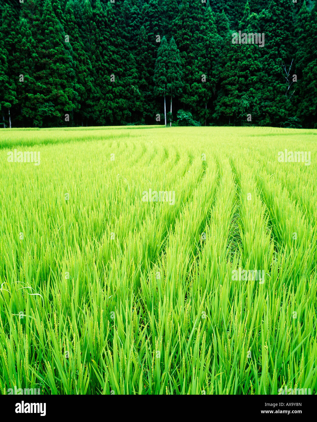 Rice paddy field in north central Japan Stock Photo - Alamy