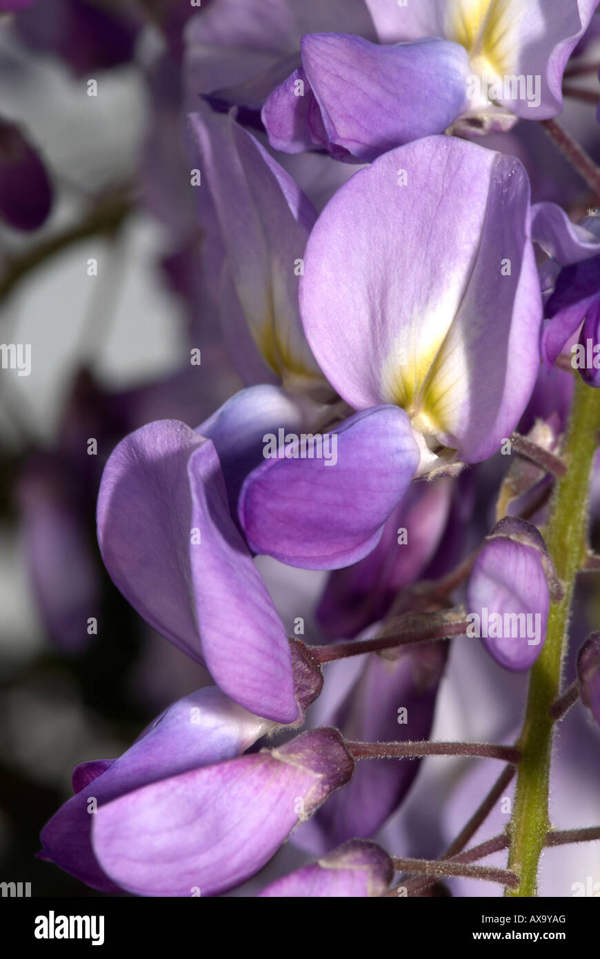 Flower buds wisteria hires stock photography and images Alamy